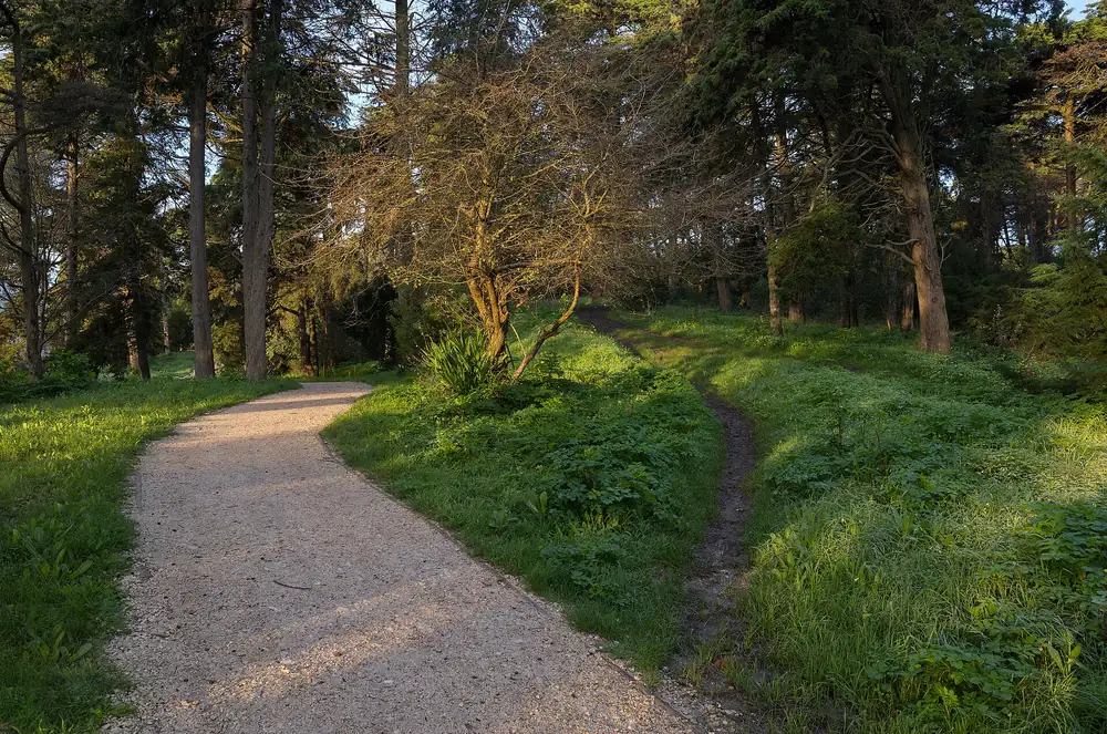 Caminho pedonal entre árvores no Parque Florestal de Monsanto